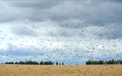تريليونات من حشرات "الزيز الزومبي" تضرب الولايات الأمريكية (فيديو)