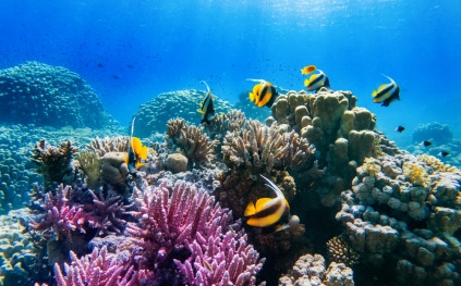 جامعة الملك عبدالله للتقنية و"نيوم" تطلقان مبادرة عالمية لإحياء الشعاب المرجانية