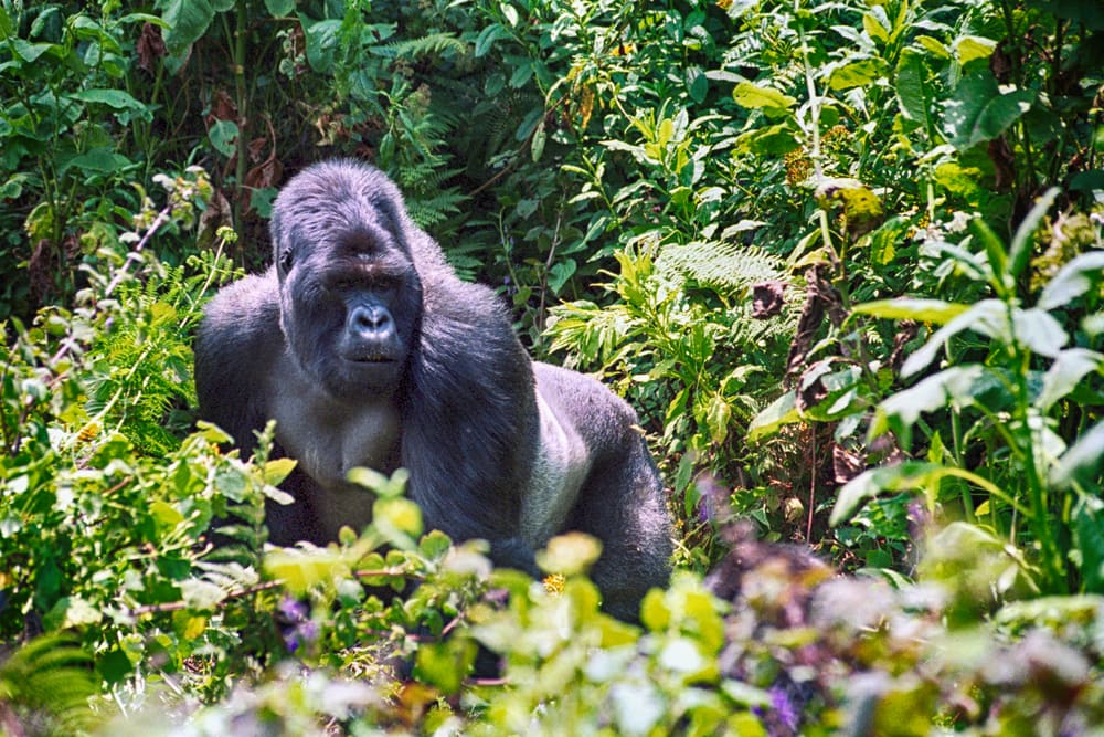 الغوريلا الجبلية في حديقة البراكين الوطنية من أجمل أماكن السياحة في رواندا