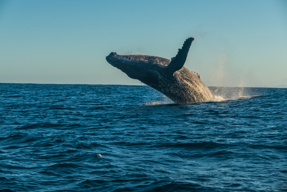 ظهور الحيتان أثناء السياحة في مدغشقر